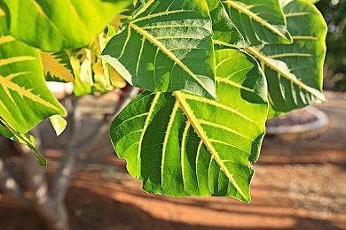 星球探索游戏《Exo One》 11月18日登陆多平台